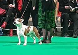 LonsonStaff, Crufts 2019