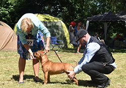 National dog show Meisdorf / Germany/ 22.6.2019