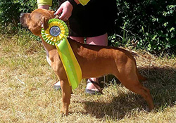 1. Staffbull contest 8.6.2019 /Lipzig/Germany/