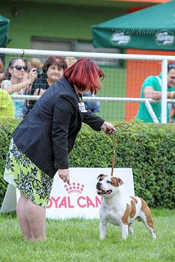 International dog show - Duodanube Bratislava