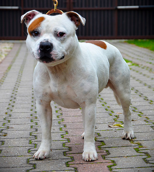 Gregory Peck Lonson Staff