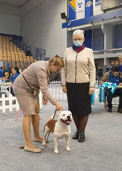 Sarajevo winter dog show 26.-27. 2. 2022