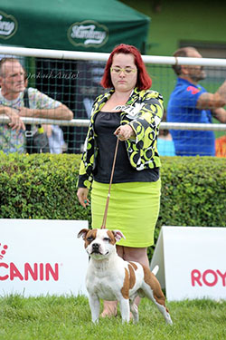 International dog show - Duodanube Bratislava