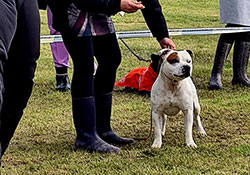 Special dog show SBTC CZ Němčice 18. 9. 2022