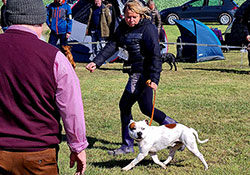 Special dog show SBTC CZ Němčice 18. 9. 2022