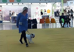 Alicante dog show, Španělsko