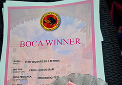 Dog show Černá Hora, Bosna a Herzegovina