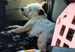 Dog show Černá Hora, Bosna a Herzegovina