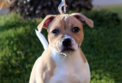 Stafford grand prix 2024 Alicante - Španělsko