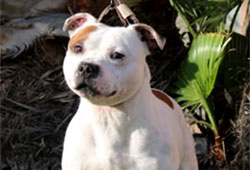 Stafford grand prix 2024 Alicante - Španělsko