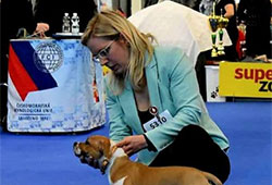 Mezinárodní výstava psů Brno 16. 2. 2025