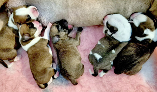 Hallooweenská nadílka - vrh L Lonson Staff