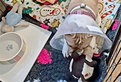 Klaudinka Lonsonstaff