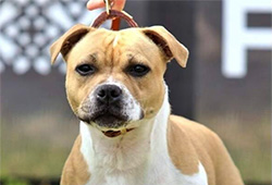 Speciální výstavy SBTC CZ, Němčice 6. 9. 2025