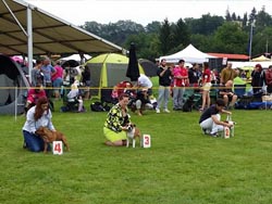 International dog show Mladá Boleslav