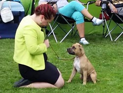 International dog show Mladá Boleslav