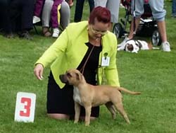 International dog show Mladá Boleslav