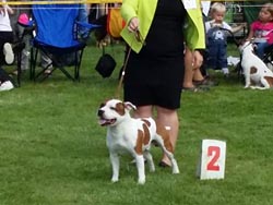 International dog show Mladá Boleslav