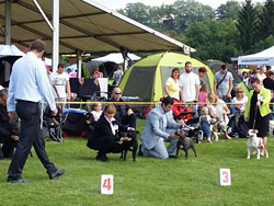 International dog show Mladá Boleslav