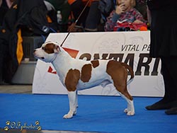 National dog show Brno