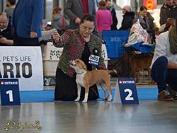 National dog show Brno