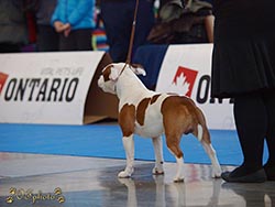 National dog show Brno